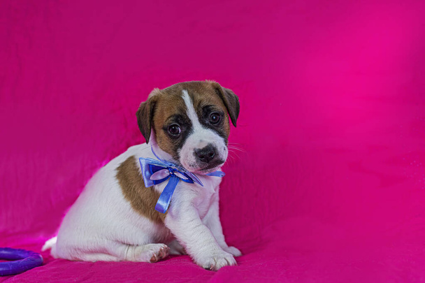 pequeno cachorro Jack Russell terrier com um arco azul em seu pescoço fica perto de um fundo rosa brilhante - Foto, Imagem