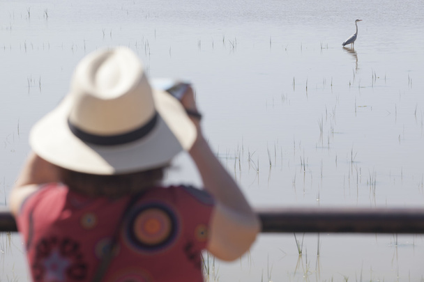 Olgun kadın kuş gözlem - Fotoğraf, Görsel