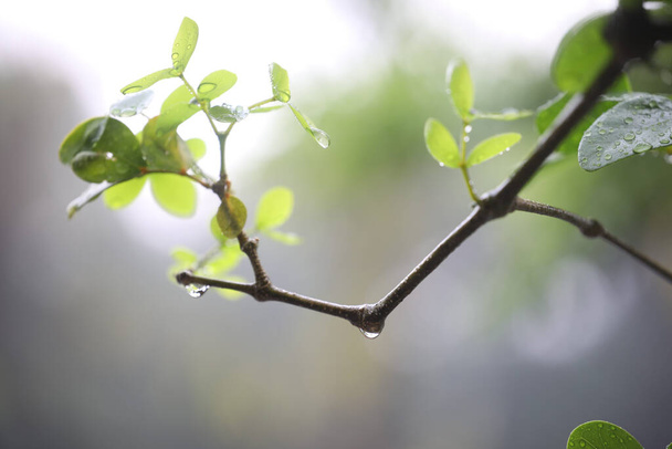 Lignum vitae, Kaeo chao chom tree leaves macro closeup - Foto, Imagen