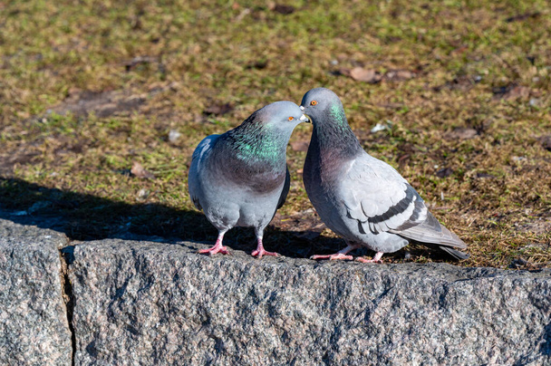Closeup of dove in Orebro city center Sweden March 7 2024 - Photo, Image