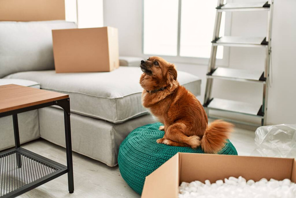 Un cane siede su un pouf in un soggiorno ingombrante con scatole durante il giorno in movimento, evocando un senso di casa e di transizione.. - Foto, immagini