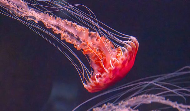 medusas rojas flotando en el agua - Foto, imagen