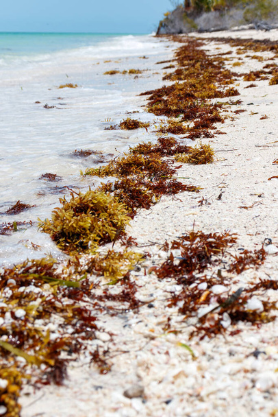 Sargassum en la playa beatiful del agua turquesa en carribean. - Foto, imagen