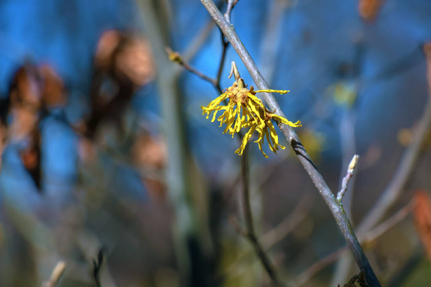 Hamamelis intermedia with yellow flowers that bloom in early spring. - Photo, Image