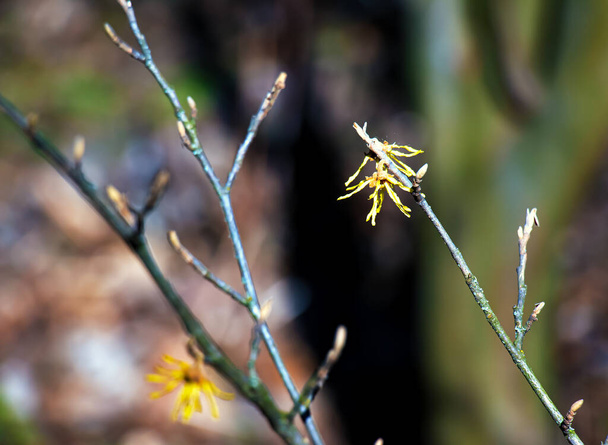 Hamamamelis intermedia с желтыми цветками, которые цветут ранней весной. - Фото, изображение