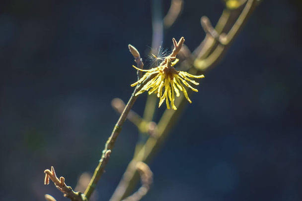 Hamamamelis intermedia с желтыми цветками, которые цветут ранней весной. - Фото, изображение