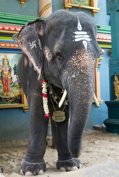 Primer plano del elefante fuera del templo de Vinayagar de Arulmigu Manakula sur de la India. Foto de alta calidad - Foto, imagen