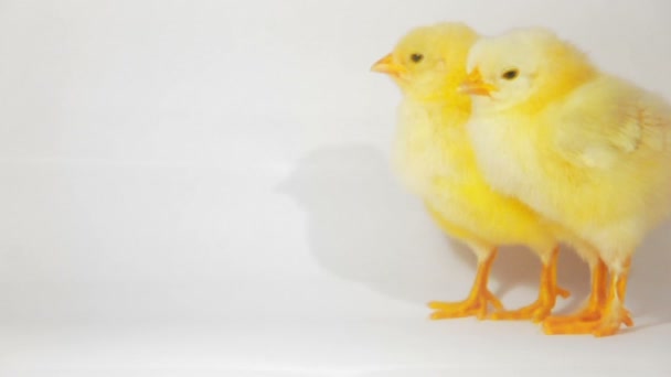 Két kis csirke - Felvétel, videó
