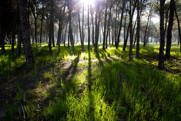 Las sosnowy w Park Narodowy Donana - Zdjęcie, obraz