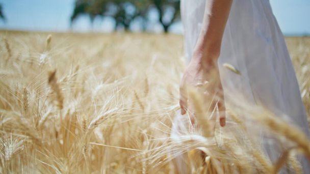 Venkovská dívka kráčí pšeničné pole sluníčko detailní. Neznámá žena v bílých šatech, dotýkající se žito procházející se sama stepí. Mladý farmář projíždí špičkami prstů po špičkách a hladí zlatou sklizeň. Život na venkově - Fotografie, Obrázek