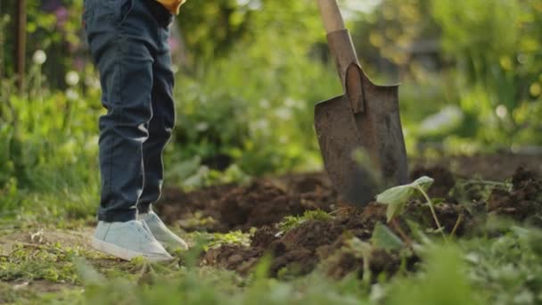 Živí Země: Farmář ruku sbírá pulzující zeleninu ze zeleného pole, zahrnující spojení mezi přírodou a zdravou stravou. - Záběry, video