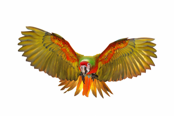 Colorato pappagallo volante Shamlet Macaw isolato su sfondo bianco. - Foto, immagini