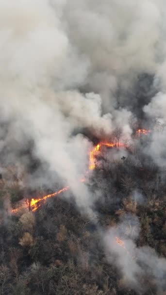 Vídeo vertical. Incendios forestales en bosques tropicales liberan emisiones de dióxido de carbono (CO2) y otros gases de efecto invernadero (GEI) que contribuyen al cambio climático. - Imágenes, Vídeo