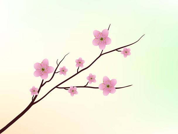Sakura Blossom - Vector, imagen
