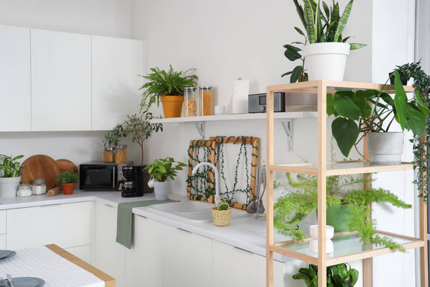 Інтер'єр сучасної кухні з зеленими рослинами, полицями і лічильниками - Фото, зображення