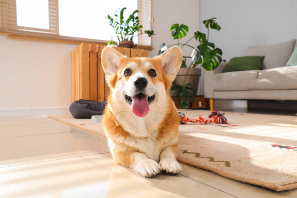 Χαριτωμένο Corgi σκυλί με κατοικίδιο ζώο κρεβάτι και παιχνίδι που βρίσκεται στο σπίτι - Φωτογραφία, εικόνα