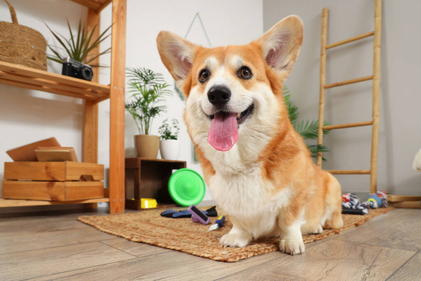 Cute Corgi dog with different pet accessories and bowl for food lying at home - Photo, Image