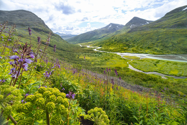 Tepeden güzel bir Rapa nehri manzarası. Tepenin yamacında yerli çiçekler açıyor. İsveç, Sarek Ulusal Parkı 'nın yaz manzarası. Kuzey Avrupa 'daki dağ nehri. - Fotoğraf, Görsel