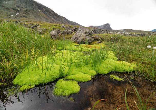 Un petit ruisseau rocheux dans le parc national de Sarek, en Suède. Un beau paysage estival avec écoulement d'eau dans la nature sauvage du nord de l'Europe. - Photo, image