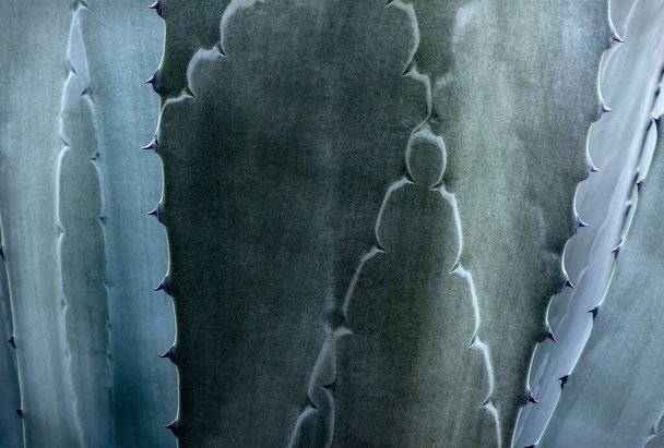 Agave Americana maguey prémie pozadí v Latinské Americe s prostorem pro text - Fotografie, Obrázek