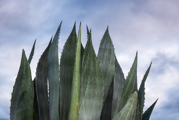 Um agave salmiana maguey com céu no fundo e espaço para texto - Foto, Imagem