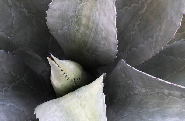 Een close-up agave Americana salmiana cactus natuurlijk patroon achtergrond - Foto, afbeelding