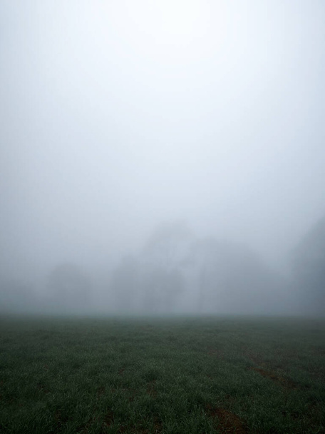 Τοπίο δέντρων με πολλή ομίχλη το πρωί, με χώρο για κείμενο - Φωτογραφία, εικόνα