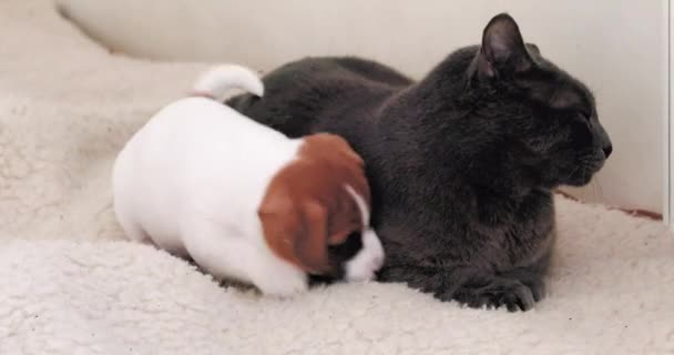 Забавный маленький щенок-терьер Джека Рассела пытается поиграть со взрослым котом - Кадры, видео