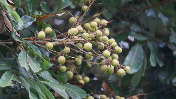 Dimocarpus longan fruit (longan, Lengkeng, kelengkeng, mata kucing, longan, Dimocarpus longan) deja en la naturaleza - Foto, Imagen