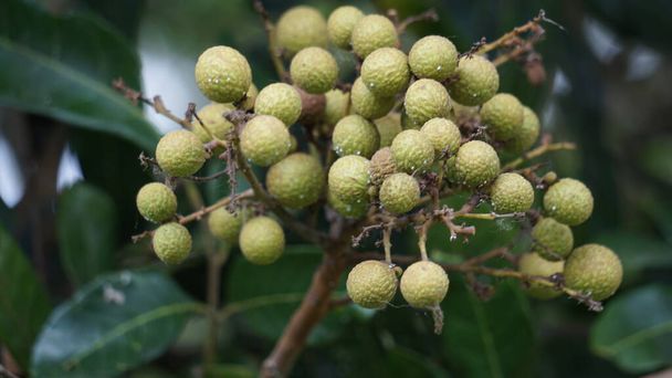 Dimokarpus longan ovoce (longan, Lengkeng, kelengkeng, mata kucing, longan, Dimocarpus longan) listy na přírodě - Fotografie, Obrázek