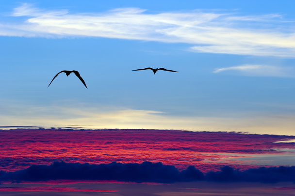 Birds Flying Above the Clouds Silhouette - Photo, Image