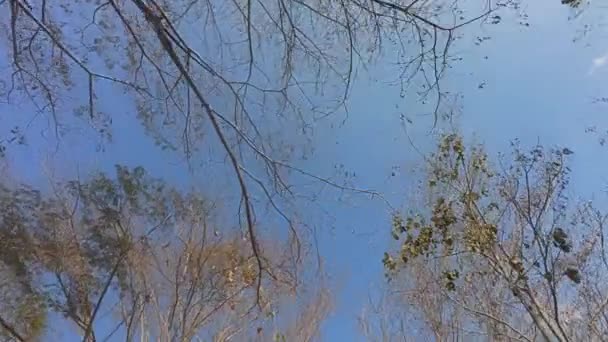 Suche liście na gałęziach drzew liściastych w azjatyckim subtropikalnym lesie późną zimą przed sezonem pożarów. - Materiał filmowy, wideo