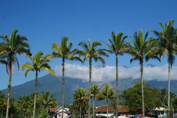 インドネシア・タシカマラヤ2023年12月20日。 背景にココナッツの木がきちんと並ぶ典型的な田舎風景. - 写真・画像