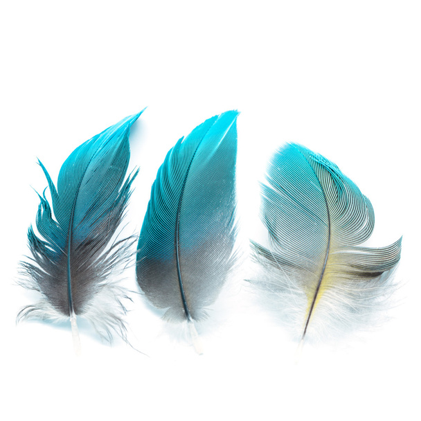 bird feathers ioslated - 写真・画像