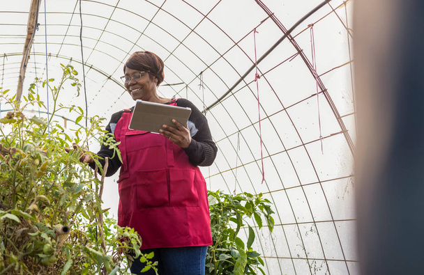 Μια τεχνολογικά έμπειρη ηλικιωμένη γυναίκα με γυαλιά χρησιμοποιεί ένα δισκίο για να παρακολουθεί την ανάπτυξη των φυτών σε ένα θερμοκήπιο.. - Φωτογραφία, εικόνα