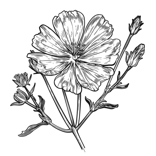 Цветы и корень цикория. Векторная иллюстрация полезной лекарственной травы - Вектор,изображение