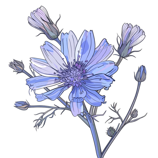Fleurs et racine de la plante de chicorée. Illustration vectorielle d'une herbe médicinale utile - Vecteur, image