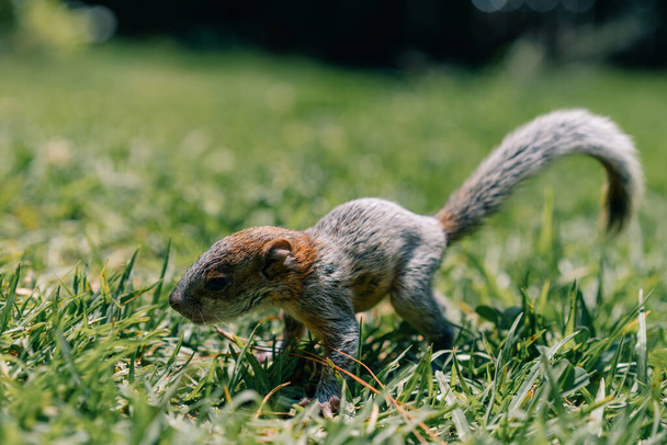 Egy aranyos kis mókus a fűben. Kiváló minőségű fénykép - Fotó, kép