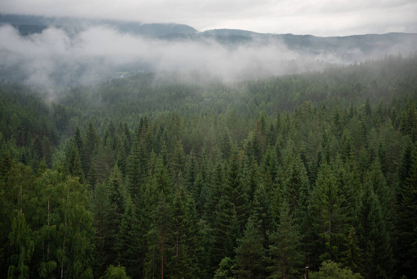 Krajina se zeleným smrkovým lesem v bílé mlze, kde jsou v dálce vidět norské hory a fjordy. - Fotografie, Obrázek