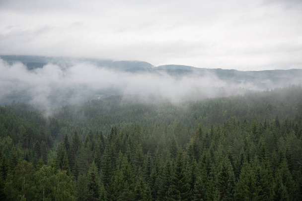 Krajina se zeleným smrkovým lesem v bílé mlze, kde jsou v dálce vidět norské hory a fjordy. - Fotografie, Obrázek