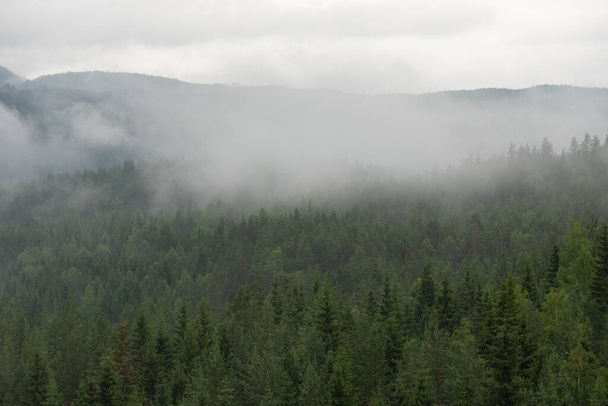 Norská krajina s bílou mlhou nad zelenými stromy s horami v pozadí. - Fotografie, Obrázek