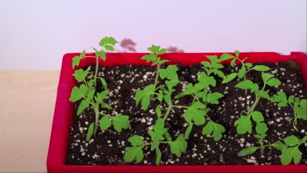 Vista de un recipiente con germinación de semilla de tomate para siembra. - Metraje, vídeo