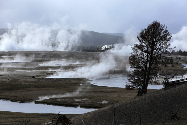 Gejzer w Parku Narodowym Yellowstone - Zdjęcie, obraz