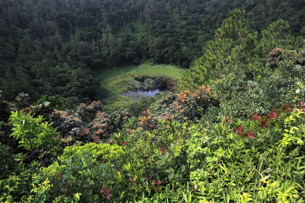vijver in bergbos - Foto, afbeelding