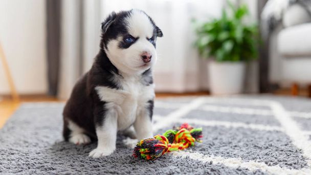 カラフルなロープのおもちゃで灰色のカーペットの上に座っている青い目を持つハスキーな子犬. スタジオペットの肖像画。 デザインと印刷のための子犬の遊び時間の概念. コピースペースでクローズアップショット - 写真・画像