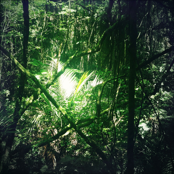 Jungle - Photo, Image