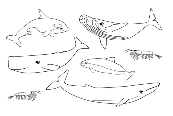 Ensemble d'animaux dessinés à la main en blanc noir vecteur en Antarctique. Aperçu collection de rorquals bleus, à bosse, cachalots, orques, krill, marsouins - Vecteur, image