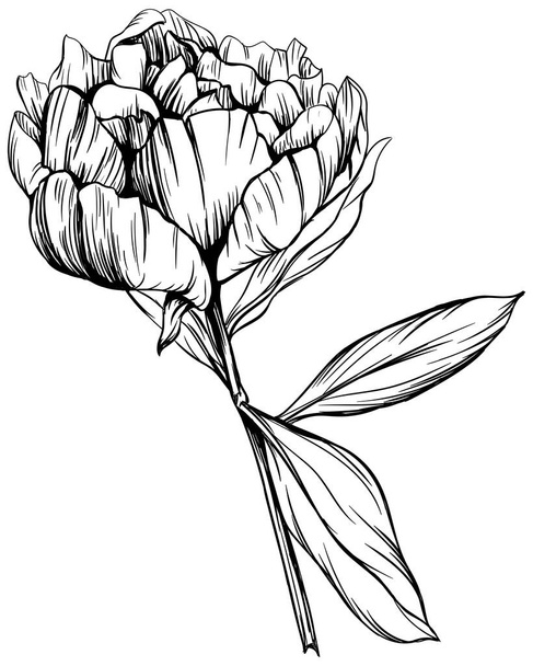 Pivoňková květinová botanická květina. Divoký jarní list volně žijících květin izolován. Černobílý rytý inkoust. Izolovaný pivoňkový ilustrační prvek na bílém pozadí. - Vektor, obrázek