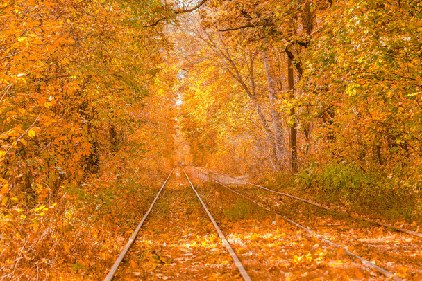 Podzimní les, kterým projíždí tramvaj, Kyjev a zábradlí - Fotografie, Obrázek