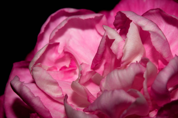 Un primo piano astratto di petali di sangue di fiori rosa e rossi - Foto, immagini
